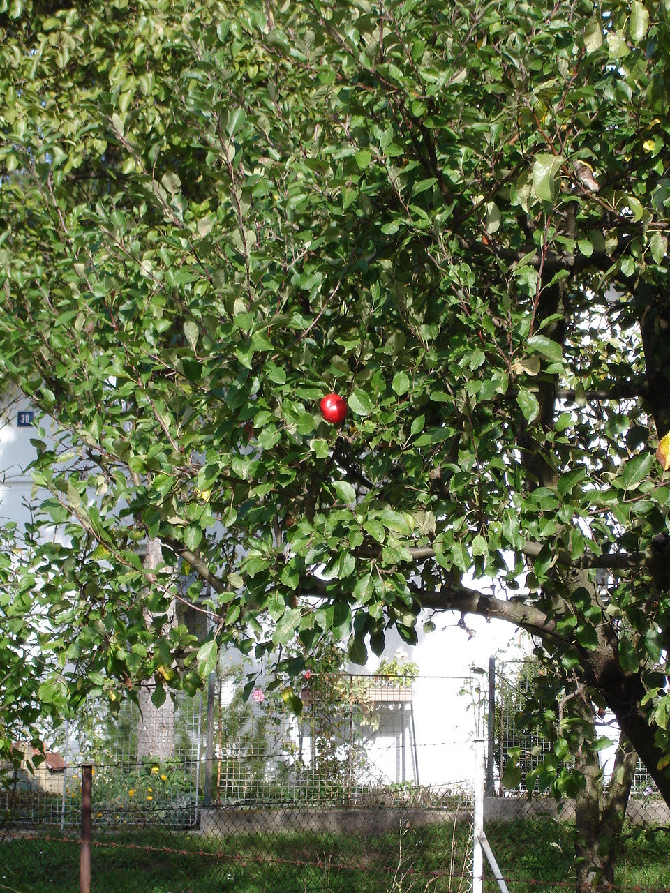 Poslední červené jablíčko.jpg