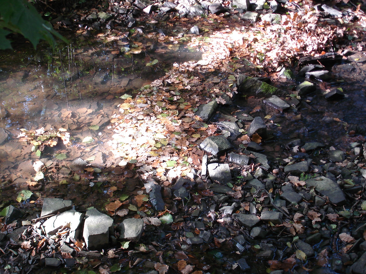 Stíny nad potokem.jpg